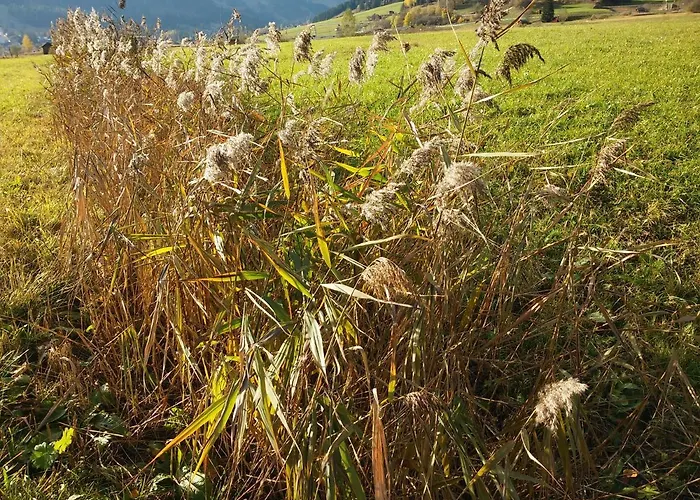 豪斯哈斯酒店 公寓